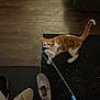 Simba is registered to the contest to win money with this photo: cat, ginger_cat, orange_tabby, indoor, hardwood_floor, rug, shoe, slipper, toy_on_stick, playful, tail, pet, living_room, couch, floor_mat, crocs, cap, carpet, curious, pet_toy
