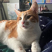 Simba is registered to the contest to win money with this photo: background_poster, bed, blanket, cat, close_up, cozy, domestic_cat, ears, eyes, fur_texture, indoor, nose, orange_tabby, paws, pet, portrait, relaxed, star_pattern, whiskers, white_fur