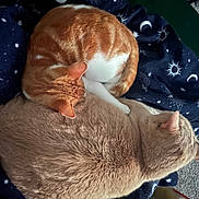 Simba is registered to the contest to win money with this photo: cat, orange_tabby, cream_cat, sleeping, curled_up, blanket, star_pattern, moon_pattern, cozy, pet, indoor, fur, feline, nap, pair, cuddling, top_view, closeup, resting, home