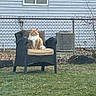 cat, orange_cat, fluffy, chair, outdoor, backyard, grass, fence, house, window, cushion, pet, animal, sitting, feline, domestic_cat, quiet, resting, nature, daytime