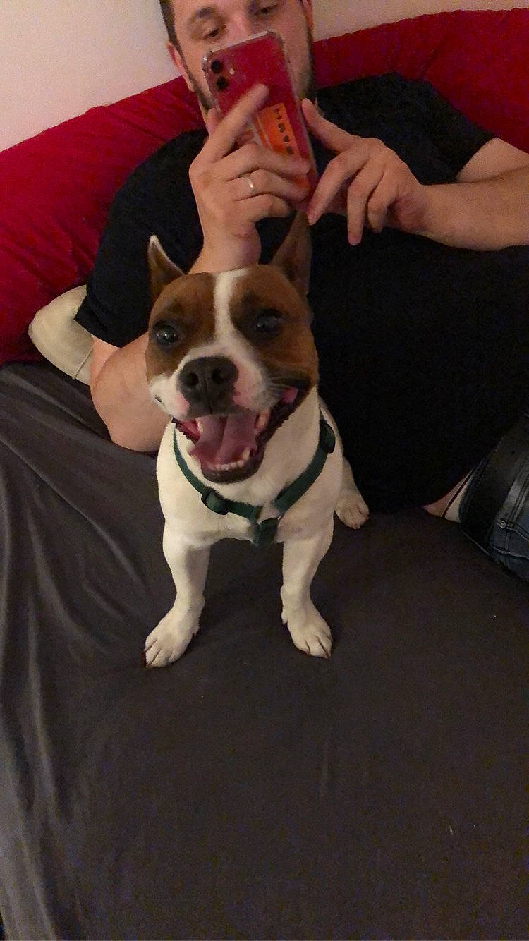 Oby a rejoint le concours — aidez-le/la à gagner de superbes lots ! australian_bulldog, boston_terrier, bulldog, canidae, carnivore, companion_dog, dog, dog_breed, ear, fawn, french_bulldog, mammal, non_sporting_group, old_english_bulldog, olde_english_bulldogge, puppy_love, rare_breed_dog, snout, toy_bulldog, vertebrate