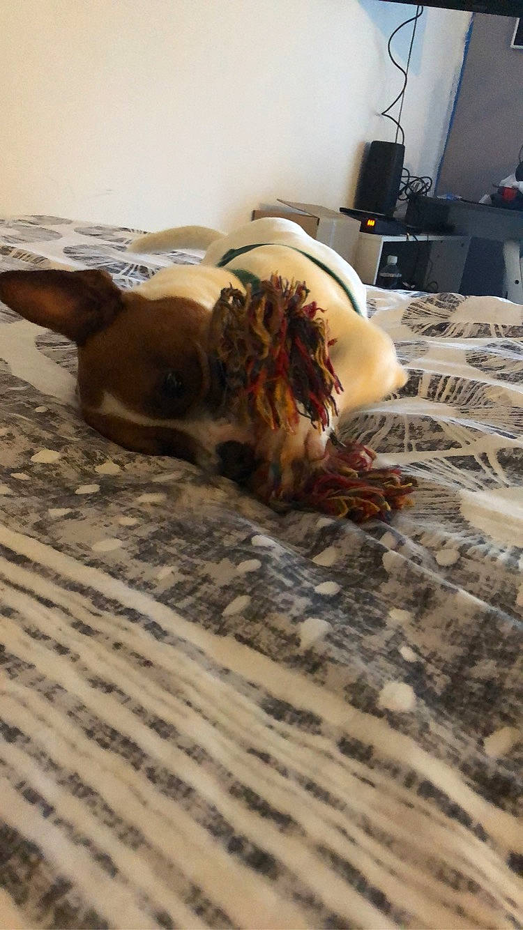 Oby participe au concours pour gagner de l'argent avec cette photo : canidae, carnivore, dog, dog_breed, fawn, floor, liver, setter, spaniel, sporting_group