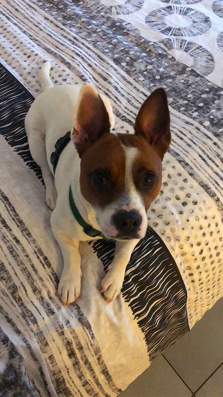 Oby a rejoint le concours — aidez-le/la à gagner de superbes lots ! canidae, carnivore, companion_dog, danish_swedish_farmdog, dog, dog_breed, feist, mammal, miniature_fox_terrier, rare_breed_dog, rat_terrier, ratonero_bodeguero_andaluz, russell_terrier, snout, sporting_group, teddy_roosevelt_terrier, tenterfield_terrier, toy_fox_terrier, treeing_feist, vertebrate