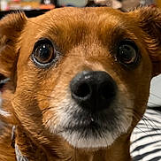 Rocky joined the competition — help win amazing prizes! dog, brown_dog, close_up, pet, animal, indoor, face, fur, whiskers, ears, nose, eyes, curious, canine, domestic_animal, muzzle, portrait, looking, companion, household_pet