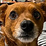 dog, brown_dog, close_up, pet, animal, indoor, face, fur, whiskers, ears, nose, eyes, curious, canine, domestic_animal, muzzle, portrait, looking, companion, household_pet
