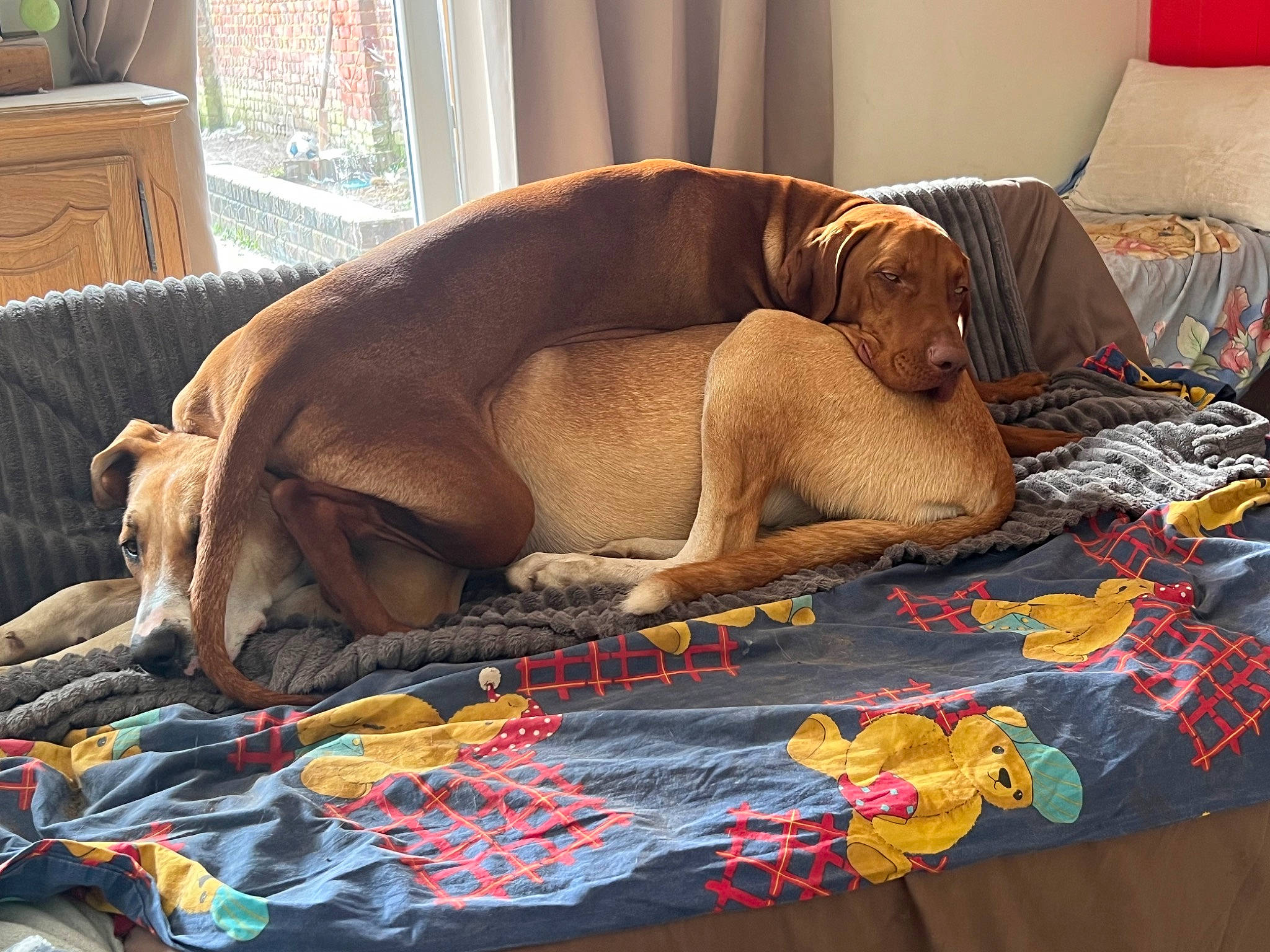 Luna Et Ricco participe au concours pour gagner de l'argent avec cette photo : art, bedding, cabinetry, canidae, carnivore, comfort, companion_dog, dog, dog_breed, dog_supply, drawer, fawn, gun_dog, linens, liver, room, sporting_group, terrestrial_animal, window, working_animal