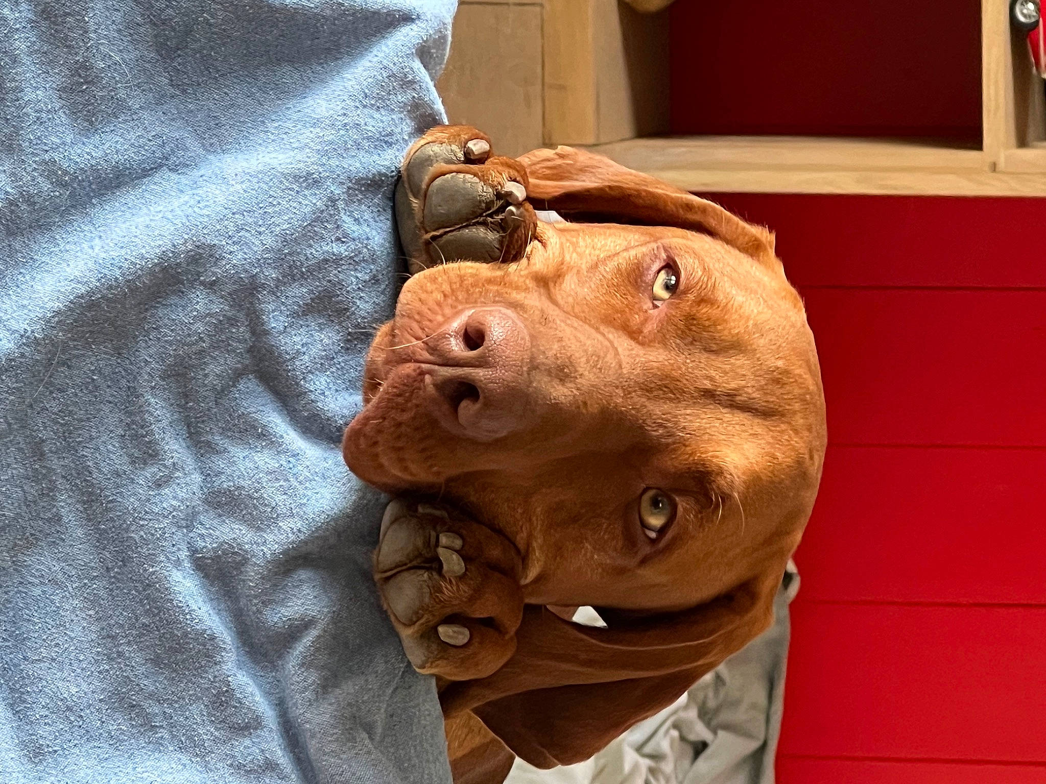 Luna Et Ricco participe au concours pour gagner de l'argent avec cette photo : art, canidae, carnivore, companion_dog, dog, dog_breed, dog_collar, ear, fawn, fur, guard_dog, jaw, liver, sculpture, snout, sporting_group, whiskers, wood, working_animal, wrinkle