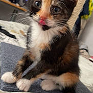 Kizi is registered to the contest to win money with this photo: kitten, calico, cat, pet, animal, indoor, bed, whiskers, fur, cute, small, young, curious, playful, scratching_post, paws, sitting, closeup, domestic_cat, feline