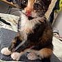 kitten, calico, cat, pet, animal, indoor, bed, whiskers, fur, cute, small, young, curious, playful, scratching_post, paws, sitting, closeup, domestic_cat, feline
