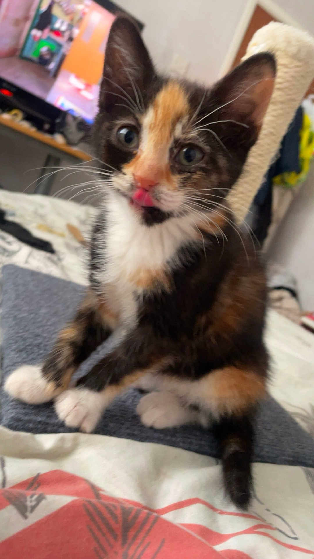 Kizi is registered to the contest to win money with this photo: kitten, calico, cat, pet, animal, indoor, bed, whiskers, fur, cute, small, young, curious, playful, scratching_post, paws, sitting, closeup, domestic_cat, feline