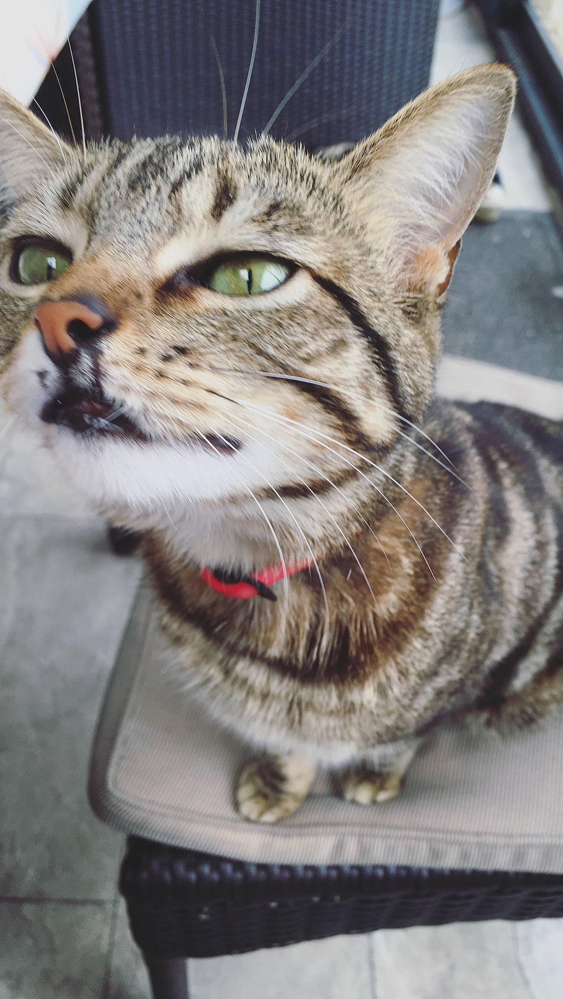 Litchee a rejoint le concours — aidez-le/la à gagner de superbes lots ! aegean_cat, american_shorthair, american_wirehair, asian, california_spangled, carnivore, cat, domestic_short_haired_cat, dragon_li, european_shorthair, eye, felidae, kitten, mammal, ocicat, small_to_medium_sized_cats, snout, tabby_cat, vertebrate, whiskers