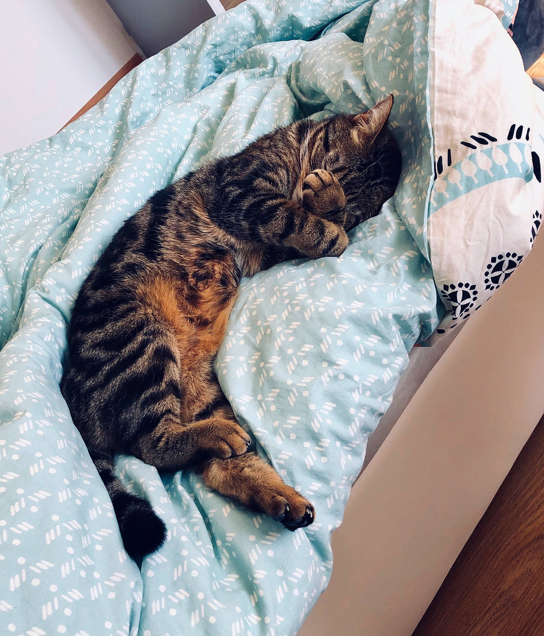 Litchee participe au concours pour gagner de l'argent avec cette photo : bed, carnivore, cat, comfort, dragon_li, european_shorthair, felidae, fur, furniture, kitten, leg, linens, nap, pillow, room, sleep, small_to_medium_sized_cats, tabby_cat, tail, whiskers