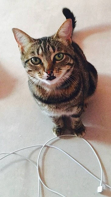 Litchee a rejoint le concours — aidez-le/la à gagner de superbes lots ! aegean_cat, american_bobtail, american_shorthair, american_wirehair, asian, bengal, carnivore, cat, domestic_short_haired_cat, dragon_li, european_shorthair, felidae, kitten, mammal, small_to_medium_sized_cats, sokoke, tabby_cat, toyger, whiskers, wild_cat