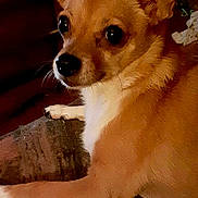 Elsie joined the competition — help win amazing prizes! dog, small_dog, tan, white, large_ears, pet, indoor, couch, resting, attentive, animal, close_up, furniture, domestic, companion, cute, canine, living_room, cozy, relaxed
