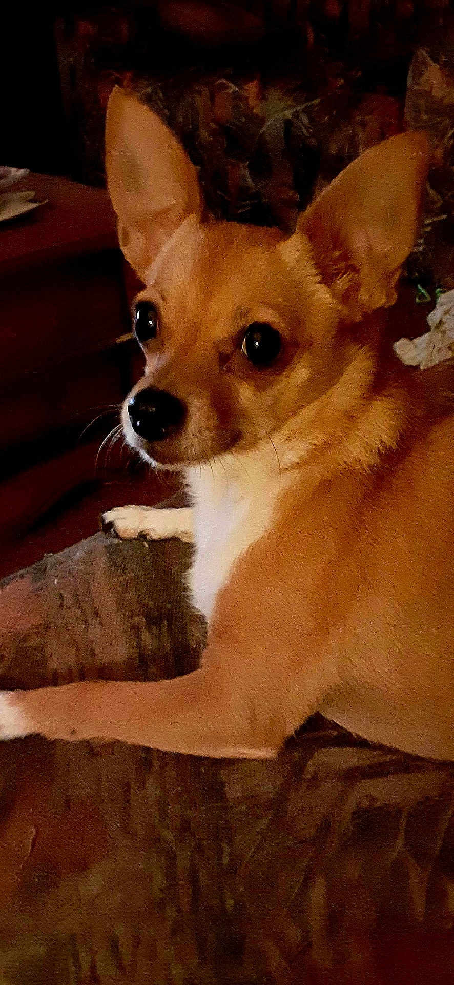 Elsie