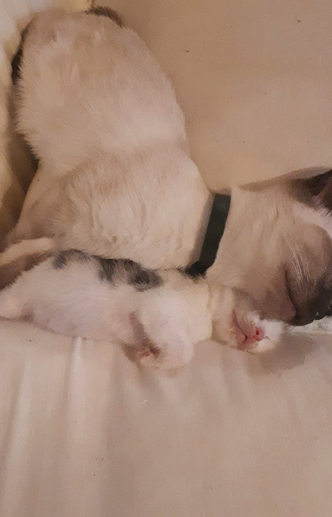 Jetlag a rejoint le concours — aidez-le/la à gagner de superbes lots ! canidae, carnivore, cat, fawn, felidae, fur, paw, puppy, tail