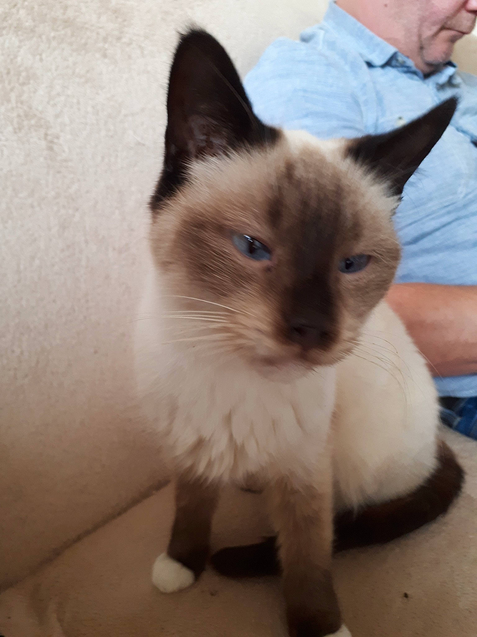 Majo participe au concours pour gagner de l'argent avec cette photo : balinese, birman, burmese, carnivore, cat, domestic_short_haired_cat, fawn, felidae, javanese, kitten, mammal, ojos_azules, ragdoll, siamese, small_to_medium_sized_cats, snowshoe, thai, tonkinese, vertebrate, whiskers