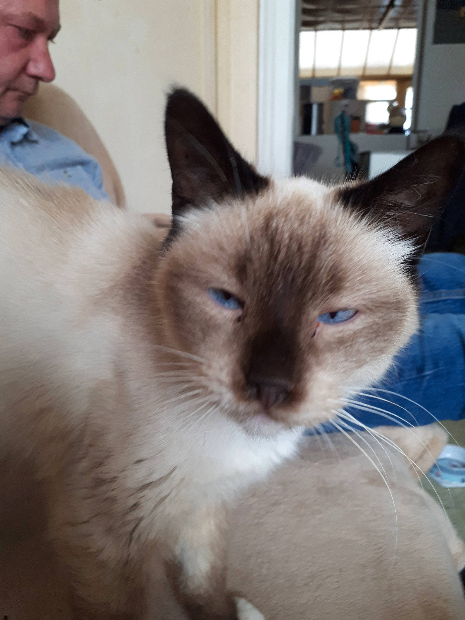 Majo participe au concours pour gagner de l'argent avec cette photo : asian, balinese, birman, burmese, carnivore, cat, colorpoint_shorthair, felidae, himalayan, javanese, mammal, ojos_azules, ragdoll, siamese, small_to_medium_sized_cats, snowshoe, thai, tonkinese, vertebrate, whiskers