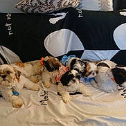 Elizabeth Jasperluna joined the competition — help win amazing prizes! animal, blanket, bow, collar, companions, couch, cute, dog, domestic_animal, fluffy, fur, group, indoor, laying_down, pet, puppy, relaxing, resting, small_dog, soft