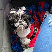 Luna Masas joined the competition — help win amazing prizes! dog, puppy, small_dog, shih_tzu_like, black_and_white_fur, bow, hair_bow, red_dress, festive_outfit, blanket, car_interior, seat, footwell, jeans, cute, big_eyes, portrait, pet, looking_up, fur