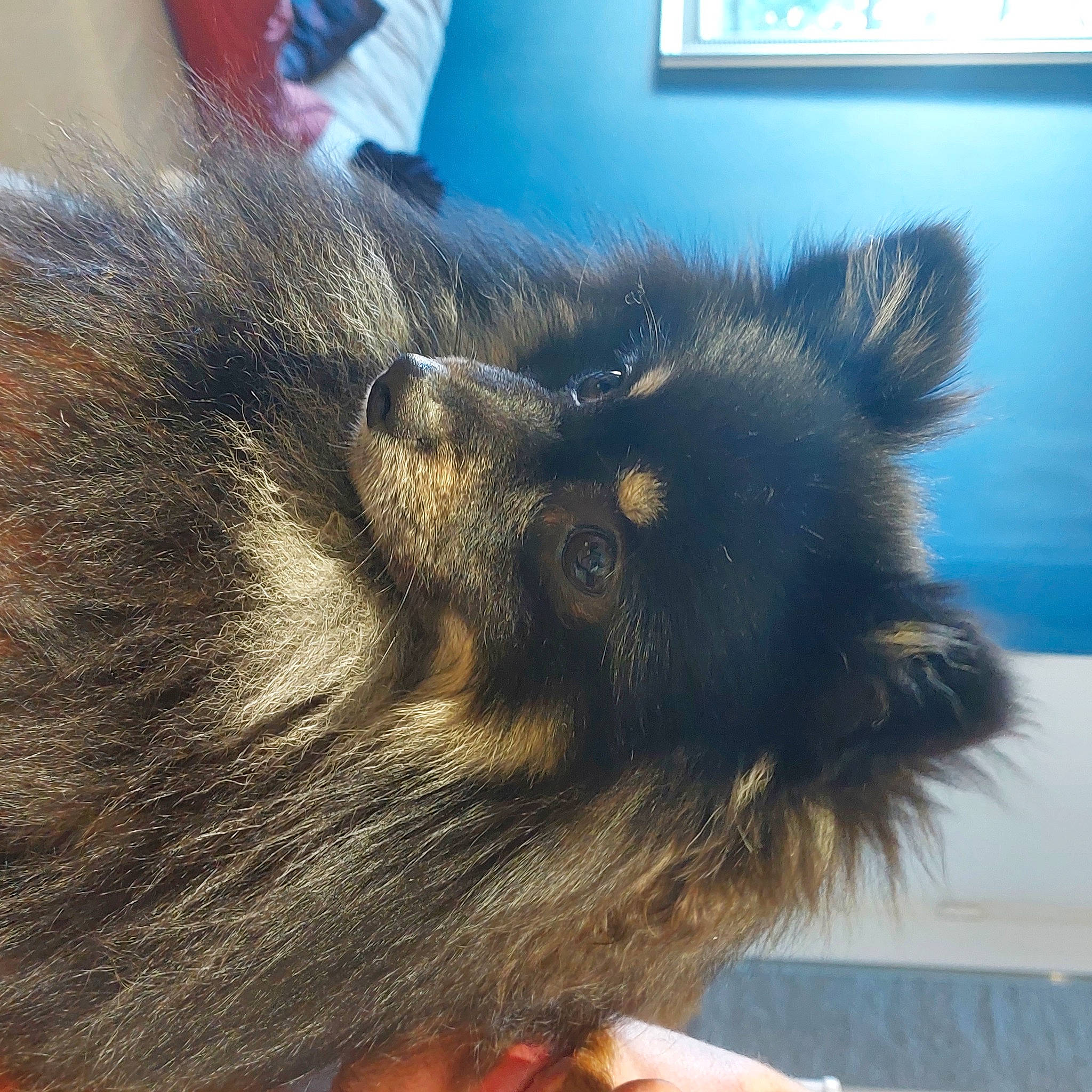 Touky