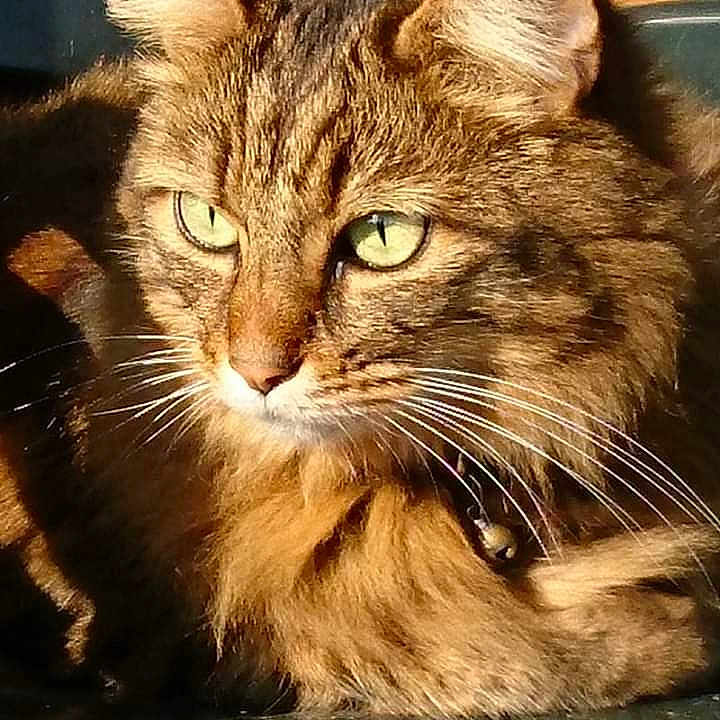 Bébé Chat