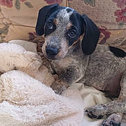 Samuel L Jackshund joined the competition — help win amazing prizes! puppy, dog, cute, pet, animal, fluffy_blanket, sofa, couch, indoor, resting, young, fur, ears, paw, eyes, nose, comfort, portrait, cozy, relaxed