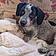 Samuel L Jackshund
