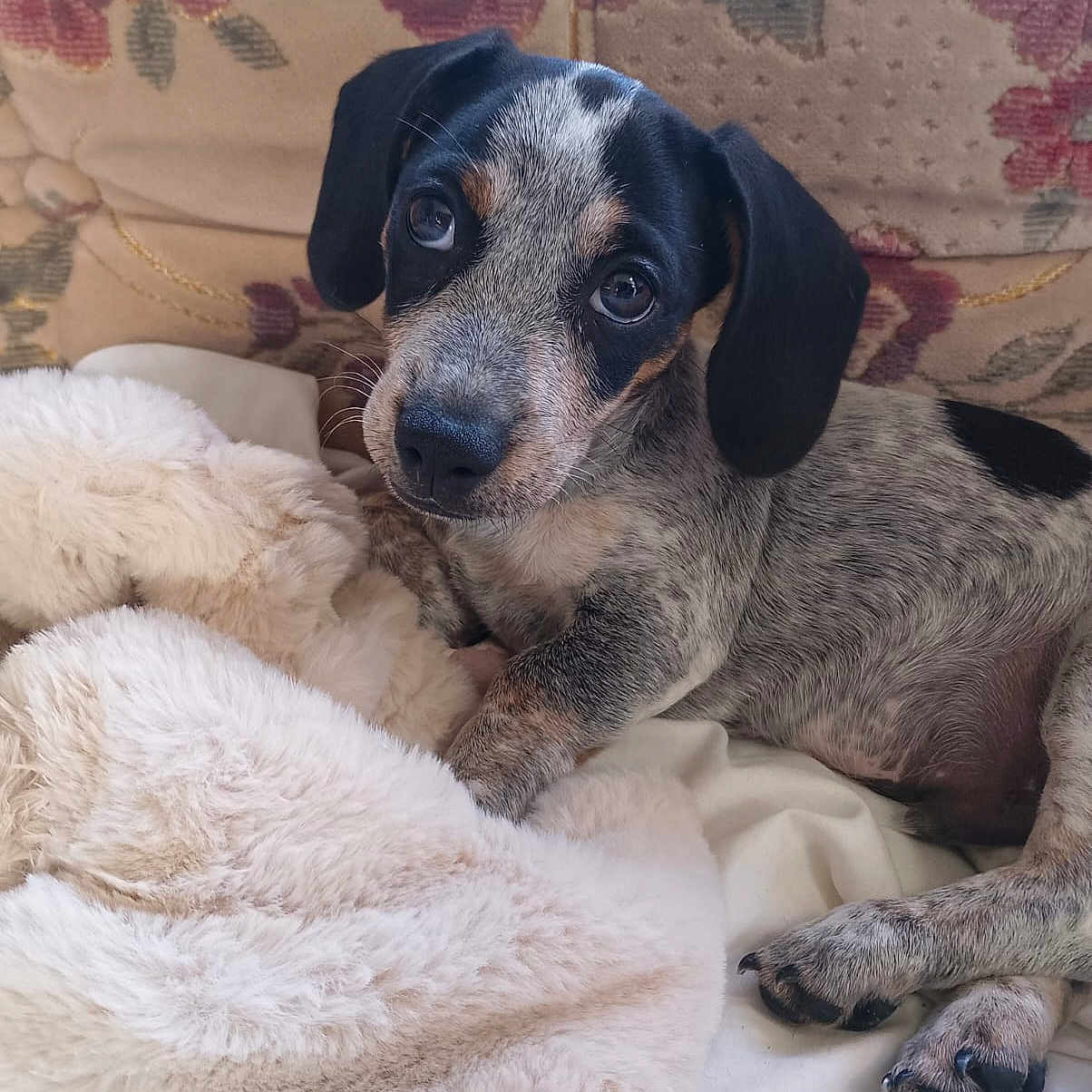 Samuel L Jackshund joined the competition — help win amazing prizes! puppy, dog, cute, pet, animal, fluffy_blanket, sofa, couch, indoor, resting, young, fur, ears, paw, eyes, nose, comfort, portrait, cozy, relaxed