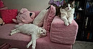 Luna joined the competition — help win amazing prizes! cat, cats, pink_couch, plush_toys, pillows, stretching, relaxing, indoor, furniture, bookshelf, white_cat, tabby_cat, fluffy, pet, animal, cozy, home, carpet, resting, cute