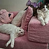 cat, cats, pink_couch, plush_toys, pillows, stretching, relaxing, indoor, furniture, bookshelf, white_cat, tabby_cat, fluffy, pet, animal, cozy, home, carpet, resting, cute