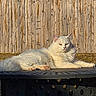 Luna is registered to the contest to win money with this photo: cat, white_cat, fluffy, outdoor, table, metal_table, wooden_fence, sunlight, grass, pet, animal, relaxed, lying_down, nature, daylight, domestic_cat, fur, mammal, resting, serene