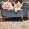Luna joined the competition — help win amazing prizes! cat, feline, pets, indoor, blue_couch, carpet, white_cat, tabby_cat, furry, relaxed, two_animals, cute, domestic_animal, animal_face, small_furniture, cozy, home, resting, curious, companion