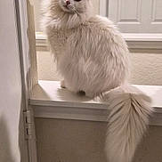Luna joined the competition — help win amazing prizes! cat, white_cat, fluffy, pet, indoor, windowsill, tail, curious, feline, animal, domestic, cute, looking, sitting, house, window, door, fur, portrait, name_text
