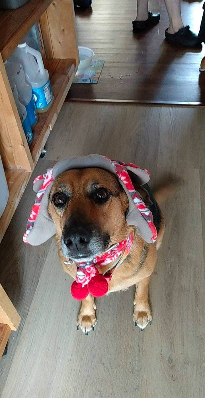 Maddie Mae is registered to the contest to win money with this photo: canidae, carnivore, collar, companion_dog, dog, dog_breed, dog_supply, eyewear, fawn, floor, flooring, hardwood, leash, pet_supply, scent_hound, snout, sporting_group, varnish, wood, working_animal