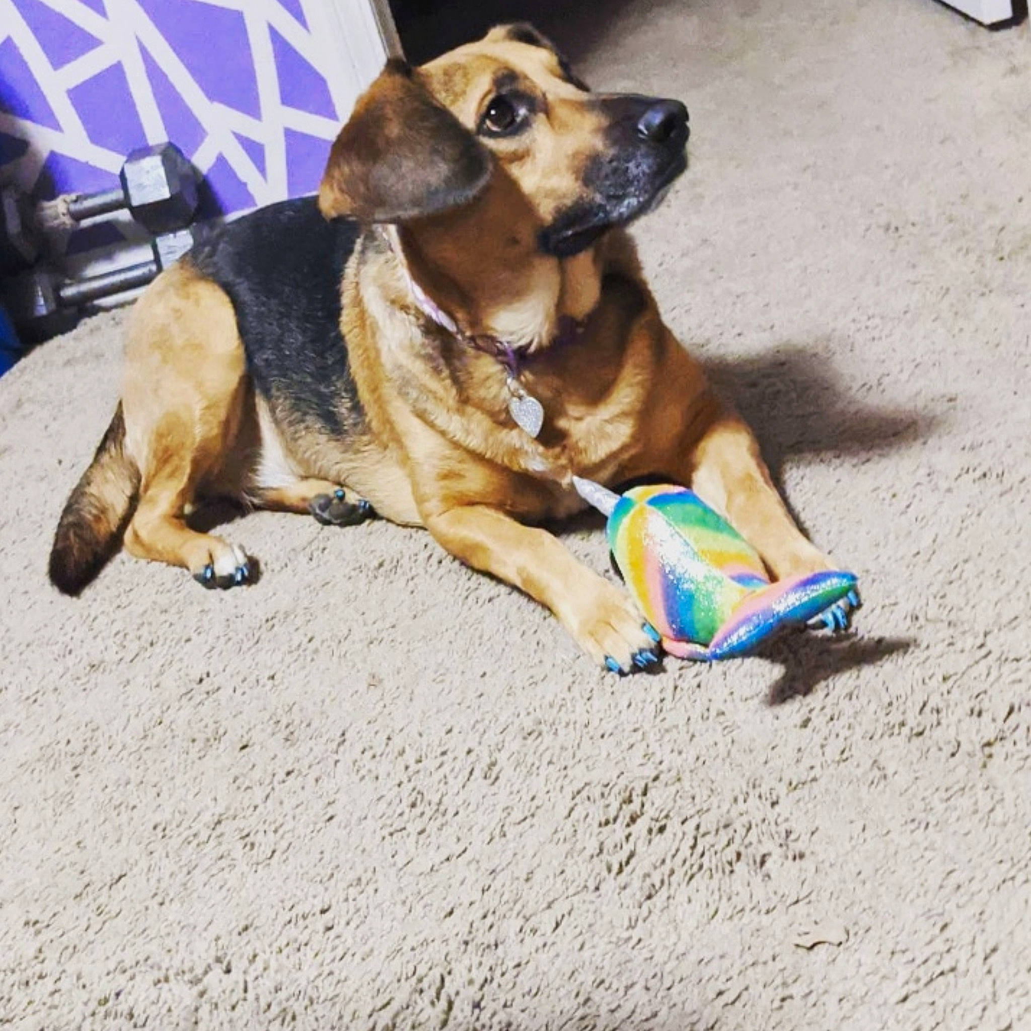 Maddie Mae joined the competition — help win amazing prizes! canidae, carnivore, chair, collar, companion_dog, dog, dog_breed, dog_supply, fawn, foot, fur, human_leg, leash, paw, pet_supply, road_surface, sitting, street_dog, working_animal, working_dog