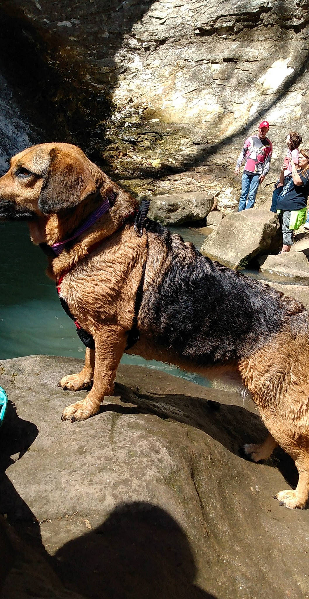 Maddie Mae is registered to the contest to win money with this photo: adventure, bedrock, carnivore, companion_dog, dog, dog_breed, dog_collar, fur, leash, organism, outcrop, plant, recreation, rock, soil, sporting_group, tail, terrestrial_animal, vertebrate, working_animal