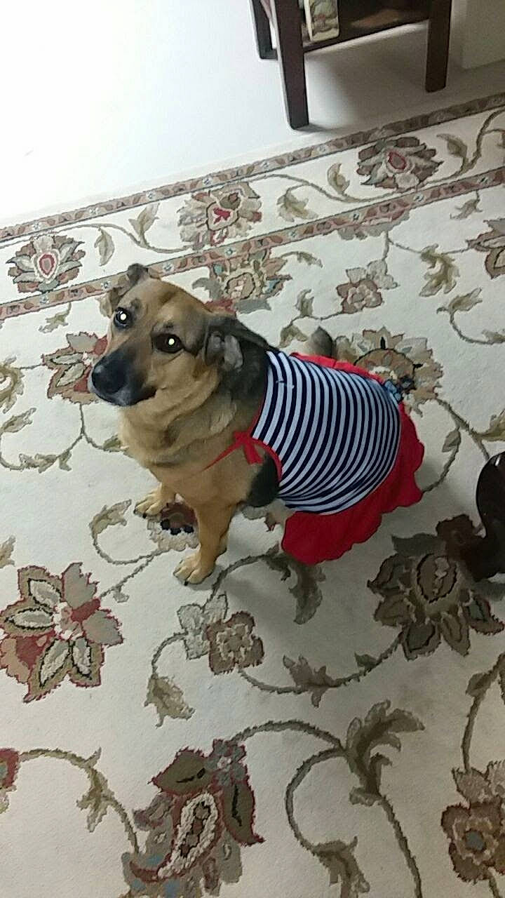 Maddie Mae is registered to the contest to win money with this photo: art, carnivore, chair, collar, companion_dog, dog, dog_breed, dog_clothes, dog_supply, fawn, floor, flooring, grey, linens, pattern, pet_supply, room, snout, sporting_group, working_animal