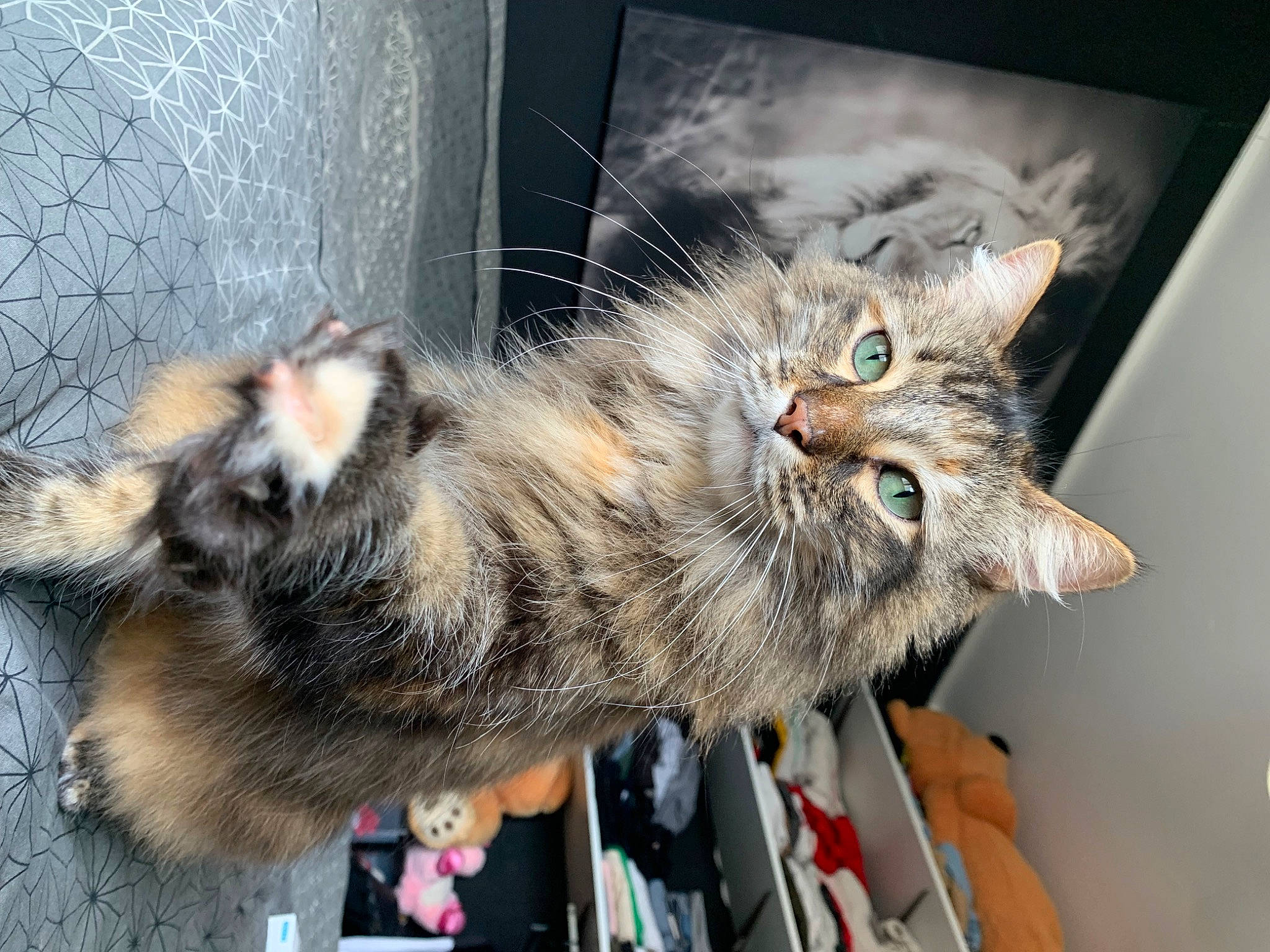 June participe au concours pour gagner de l'argent avec cette photo : art, carnivore, cat, claw, domestic_short_haired_cat, fawn, felidae, fur, paw, small_to_medium_sized_cats, snout, tail, whiskers, window