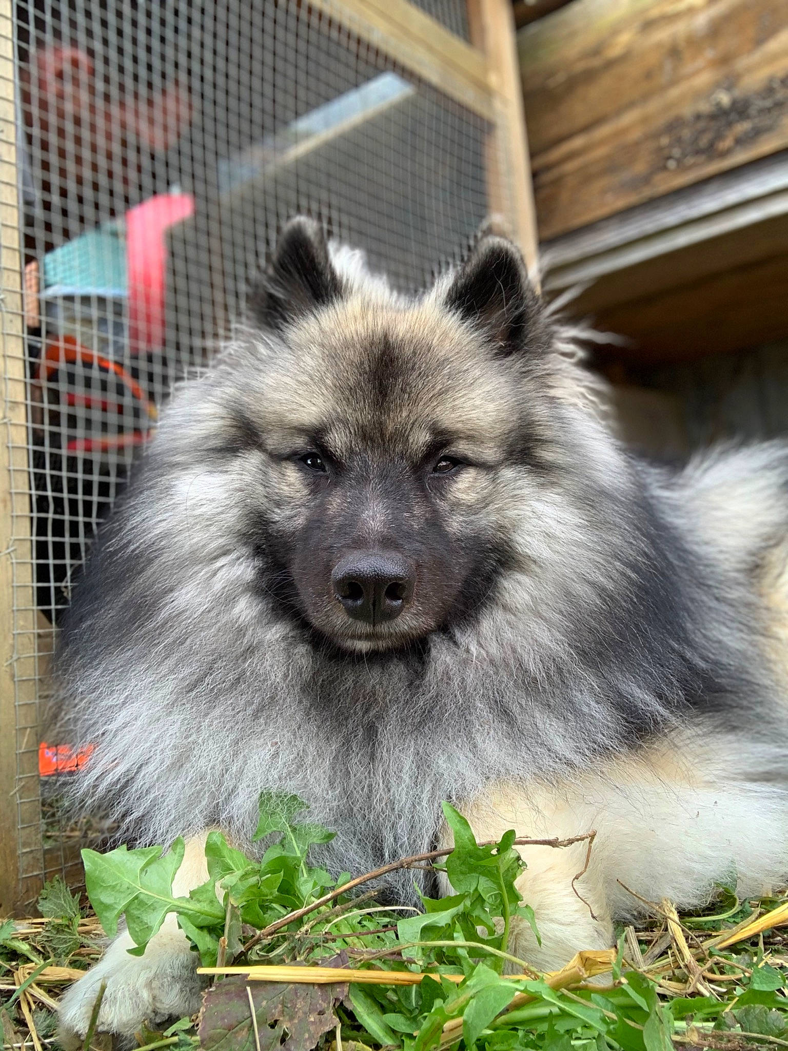 Tao participe au concours pour gagner de l'argent avec cette photo : ancient_dog_breeds, canidae, canis, carnivore, companion_dog, dog, dog_breed, fawn, fence, fur, grass, keeshond, mesh, plant, snout, terrestrial_animal, whiskers, wildlife, working_animal