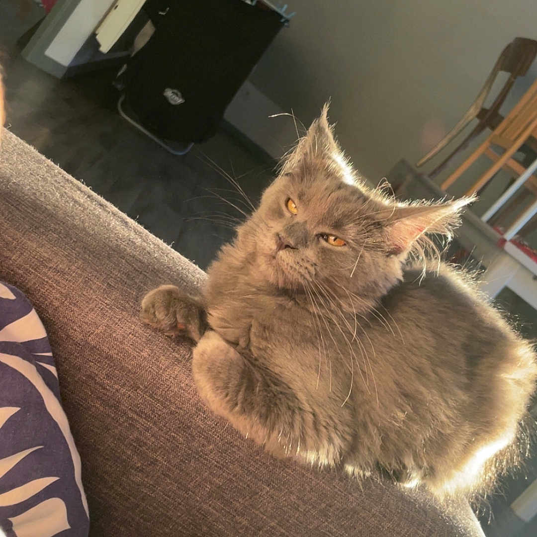 Kïara a rejoint le concours — aidez-le/la à gagner de superbes lots ! abyssinian, animal, architecture, armchair, building, canine, cat, chair, couch, cushion, dog, electronics, furniture, homedecor, indoors, kitten, livingroom, manx, pet, room