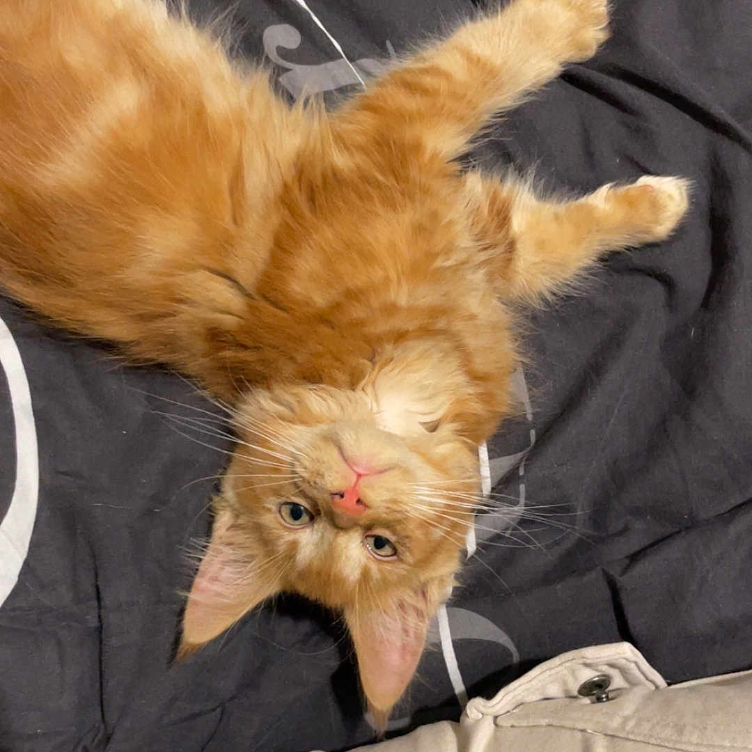 Volt a rejoint le concours — aidez-le/la à gagner de superbes lots ! abyssinian, accessories, angora, animal, bodypart, cat, couch, cushion, furniture, homedecor, kitten, manx, mouth, person, pet, plywood, siamese, sleeping, strap, wood