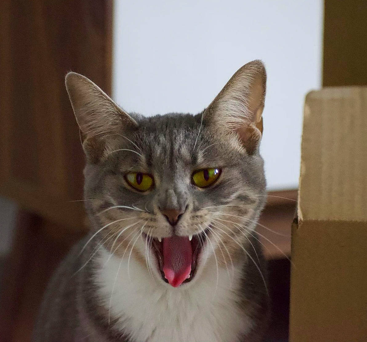 Syrah participe au concours pour gagner de l'argent avec cette photo : box, carnivore, cat, domestic_short_haired_cat, fang, felidae, fur, roar, small_to_medium_sized_cats, snout, whiskers, window