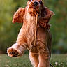 Bella participe au concours pour gagner de l'argent avec cette photo : dog, golden_brown, playful, grass, stick, running, ears, floppy_ears, mouth, outdoor, pet, animal, cute, motion, fur, nature, canine, energetic, field, daylight