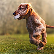 Bella participe au concours pour gagner de l'argent avec cette photo : dog, puppy, golden_retriever, grass, outdoor, running, stick, animal, pet, nature, playful, fur, canine, motion, daylight, happy, active, blurred_background, muzzle, tail