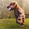 dog, puppy, golden_retriever, grass, outdoor, running, stick, animal, pet, nature, playful, fur, canine, motion, daylight, happy, active, blurred_background, muzzle, tail
