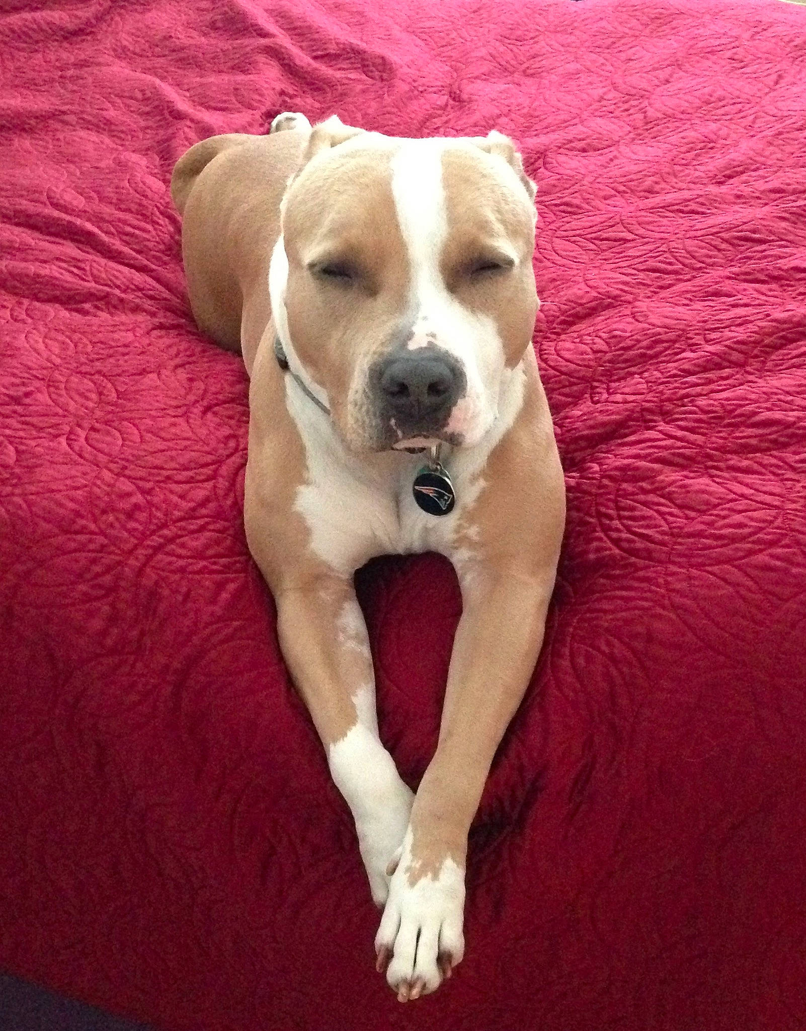 Max joined the competition — help win amazing prizes! canidae, carnivore, comfort, companion_dog, dog, dog_breed, dog_collar, dog_supply, fawn, gun_dog, linens, non_sporting_group, paw, pet_supply, snout, sporting_group, tail, whiskers, wood, working_animal