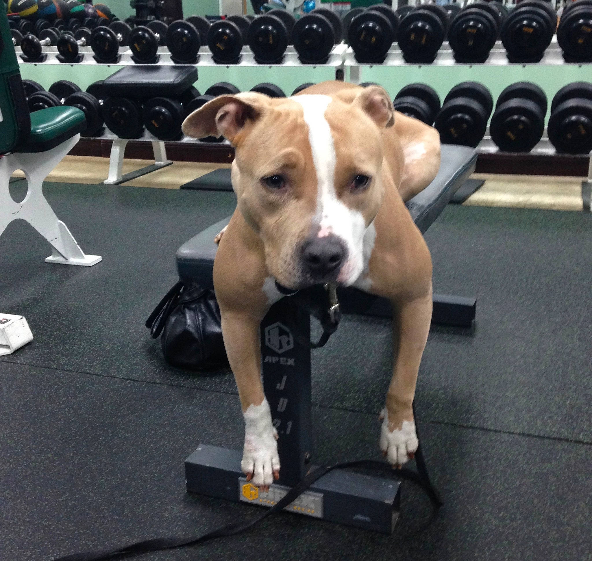 Max is registered to the contest to win money with this photo: canidae, carnivore, collar, companion_dog, dog, dog_breed, dog_collar, dog_supply, dog_walking, fawn, fur, leash, metal, paw, pet_supply, snout, sporting_group, street_dog, toy_dog, working_animal