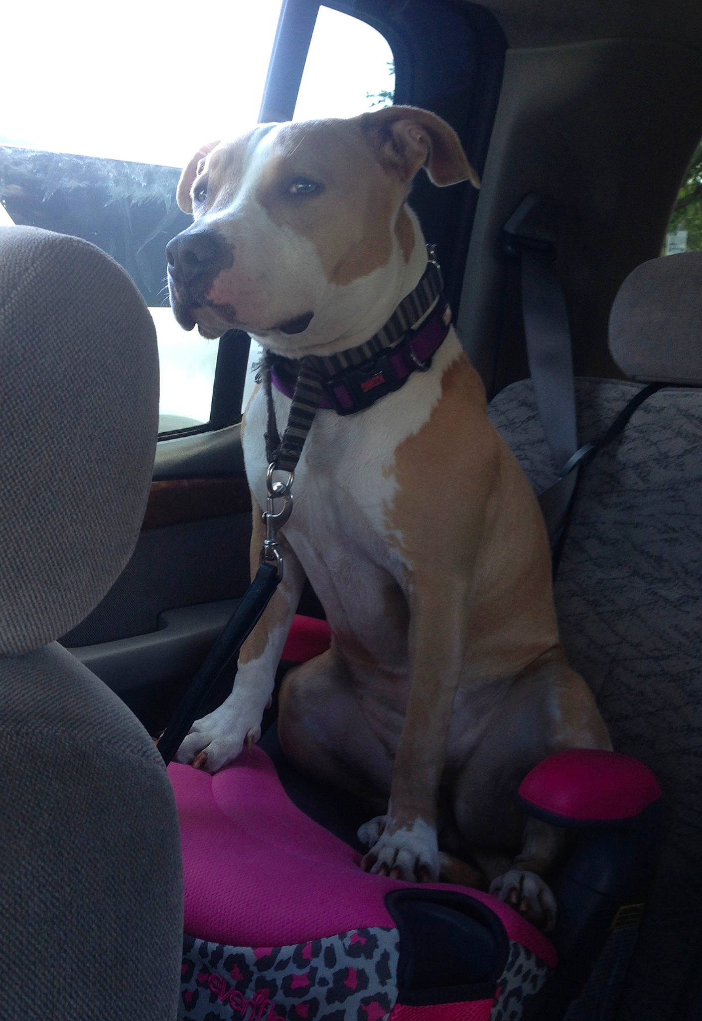 Max is registered to the contest to win money with this photo: auto_part, automotive_exterior, canidae, car, car_seat, car_seat_cover, carnivore, collar, companion_dog, dog, dog_breed, dog_collar, family_car, fawn, motor_vehicle, snout, sporting_group, vehicle, vehicle_door, working_animal