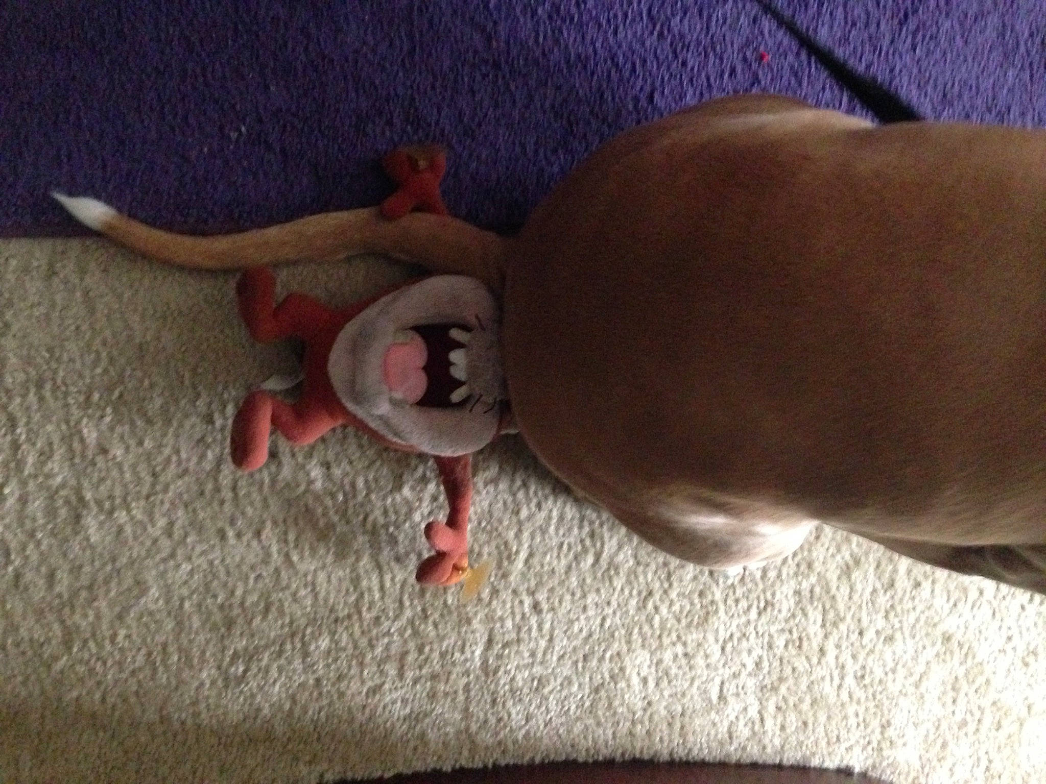 Max joined the competition — help win amazing prizes! canidae, carnivore, comfort, companion_dog, dog, dog_breed, fawn, flooring, fur, hardwood, human_leg, linens, snout, sporting_group, stuffed_toy, tail, thigh, toy, wood, working_animal